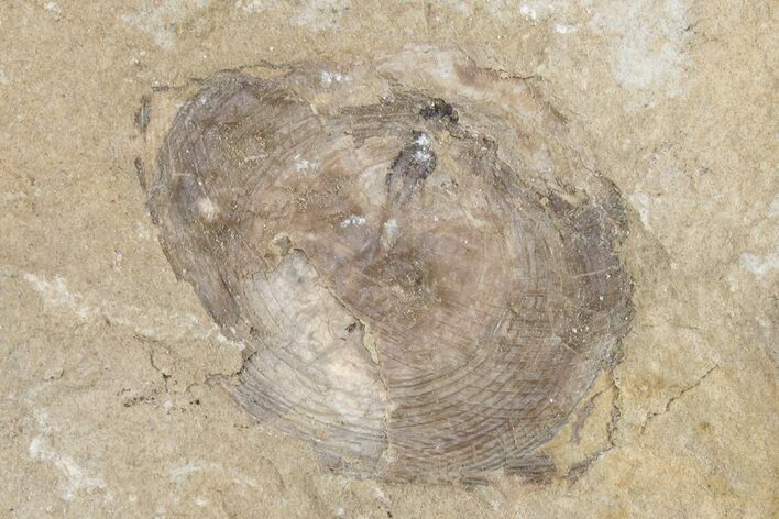 Fossil Brachiopod (Lingula) - Montana #219272